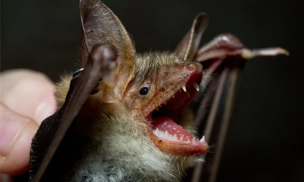 Что видит летучая мышь. Большой кубинский воронкоух. Новогвинейский крылан. Летучие мыши на урале. Укусила летучая мышь во сне.