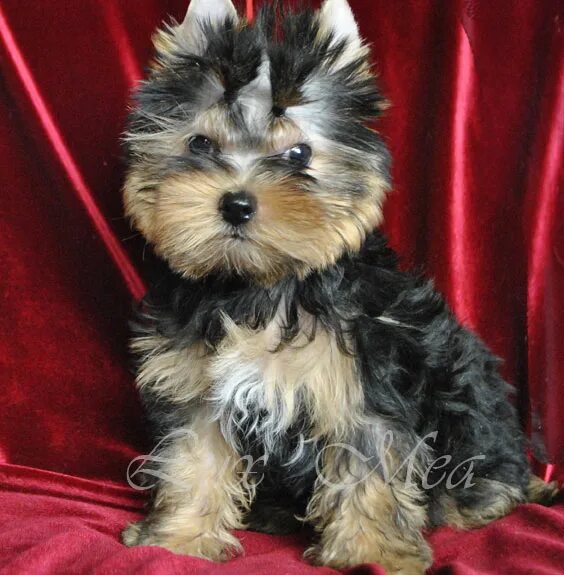 питомник йоркширских терьеров спб