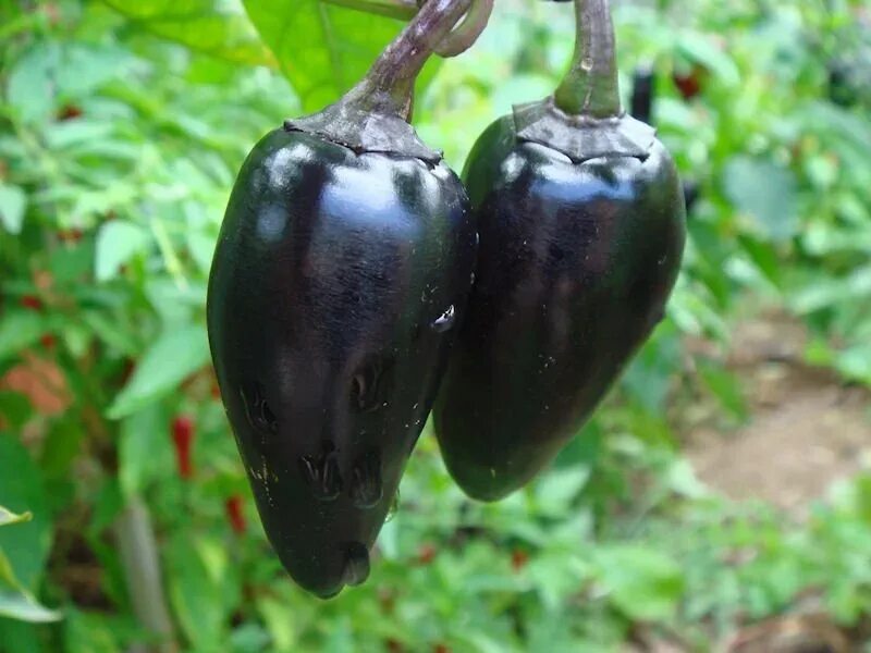 Черный сладкий перец. Перец Блэк Хунгариан. Перец Black Pearl Pepper. Перец Блэк намаквуленд. Black Olive перец.