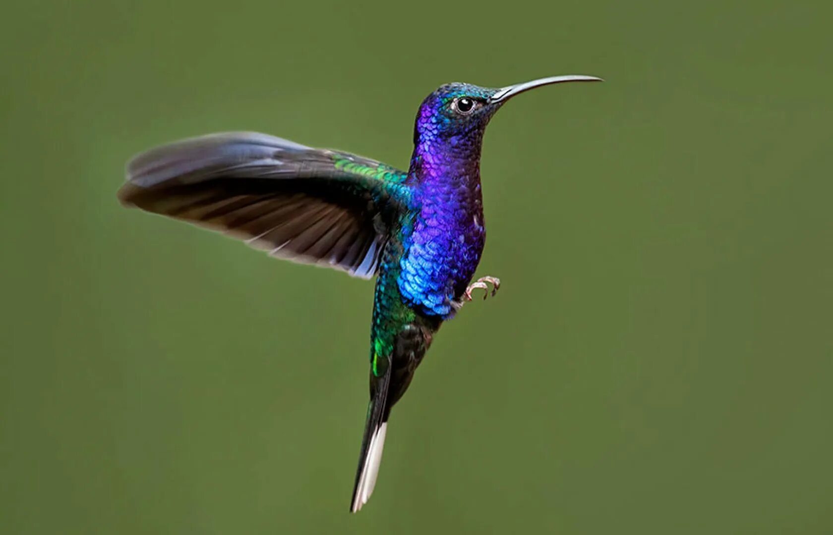 Красивые птички колибри. Пурпурный венценосный Колибри. Пурпурный саблекрыл. Колибри-САБЛЕКРЫЛЫ. Птичка Колибри.