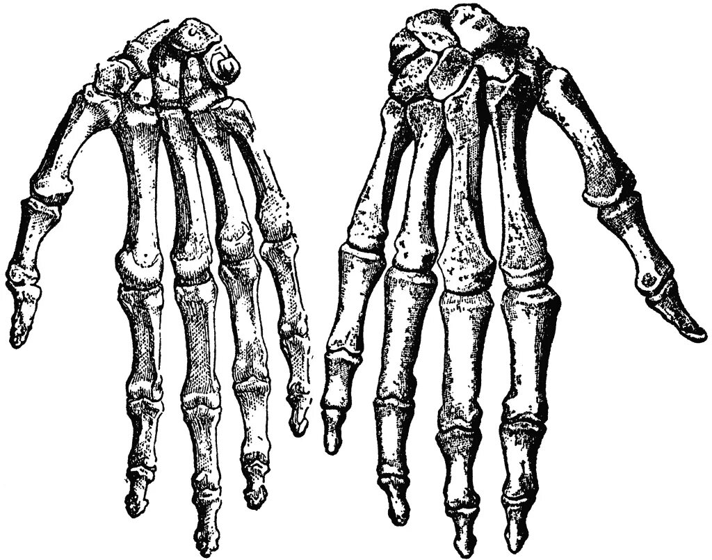 Скелет кисти руки человека. Кисть скелета сбоку. Кости запястья скелет. Кисть руки скелет анатомия. Hand bone