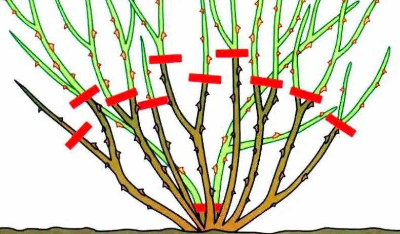Нужно ли обрезать розы весной. Обрезание плетистой розы весной. Обрезка плетистой розы летом. Обрезка плетистых роз после цветения.