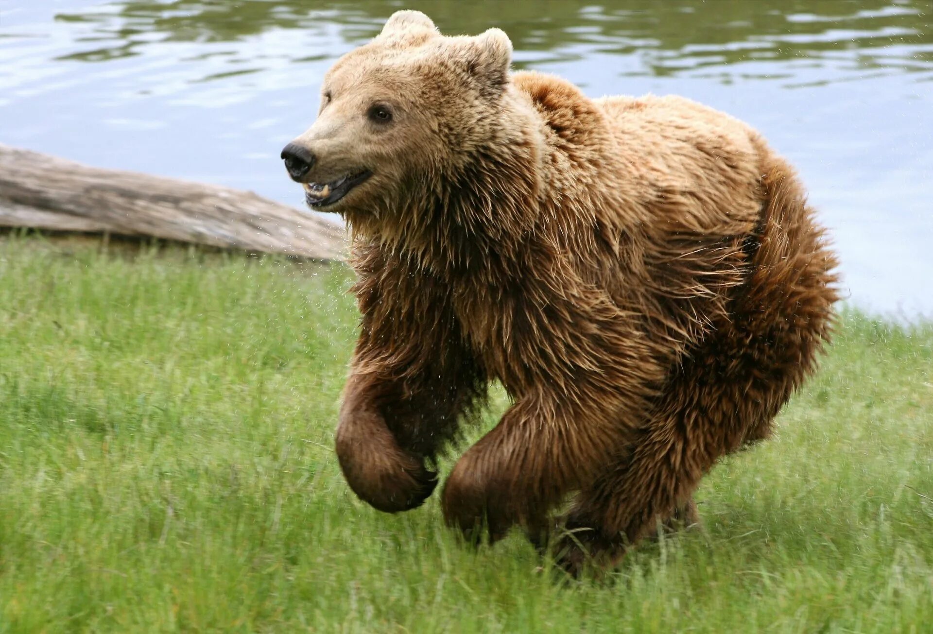 Медведь в полный рост. Медведь Гризли. Бурый медведь. Ursus arctos arctos. Атласский медведь.