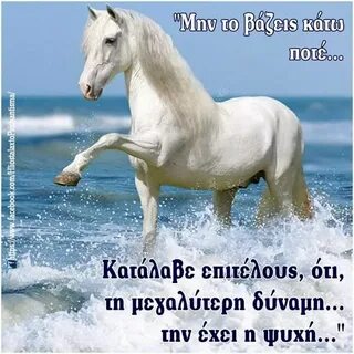 Лошади белого моря