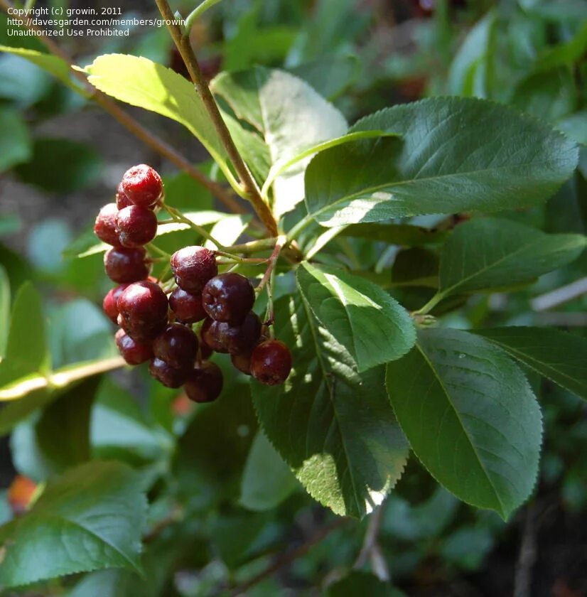 Арония викинг. Арония сливолистная Aronia. Арония сливолистная Viking. Арония (черноплодная рябина) сливолистная "Viking". Рябина сливолистная Viking.