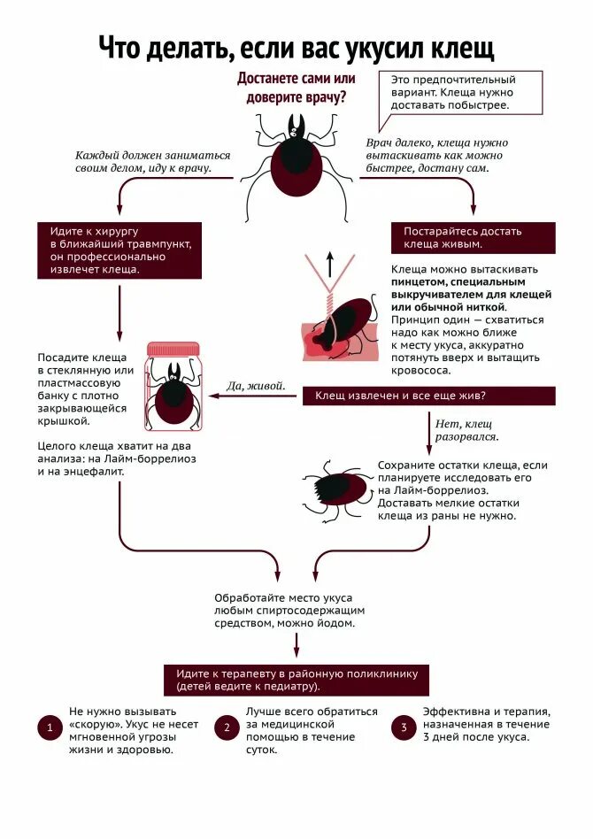 Антибиотики при укусе собаки. Клещ боррелиоз антибиотик. Антибиотиков профилактика при укусе клеща боррелиоз.