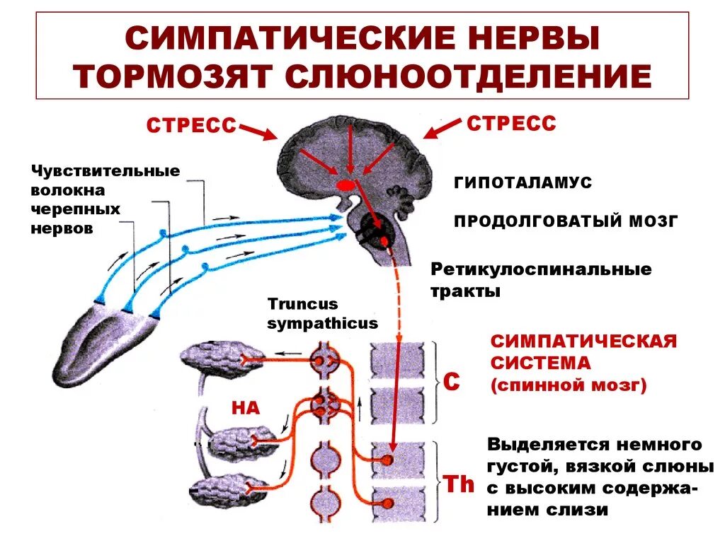 Слюноотделение какой отдел мозга. Парасимпатическая нервная система выделение слюны. Условно рефлекторная регуляция слюноотделения. Симпатическая регуляция слюноотделения. Симпатическая и парасимпатическая нервная система.