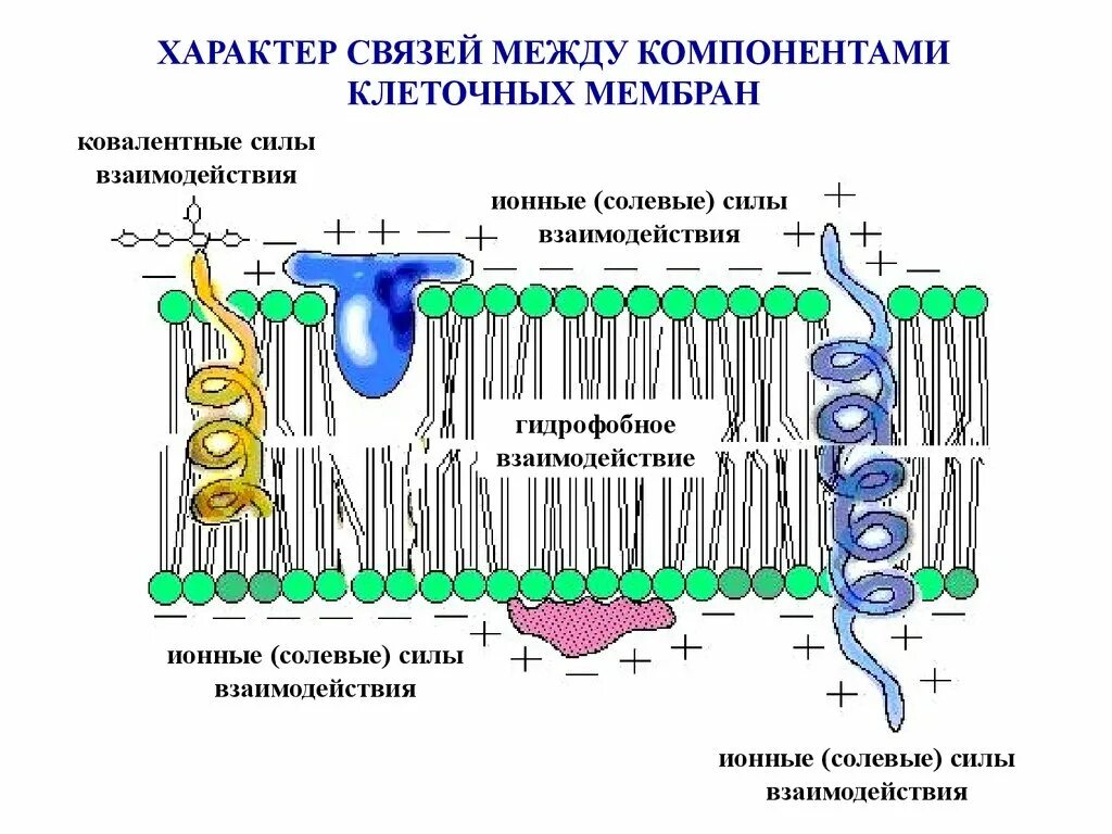 Клеточная мембрана взаимосвязь