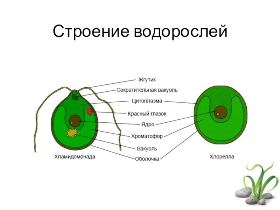 Одноклеточные водоросли биология. Строение одноклеточной водоросли хлореллы рисунок. Хлорелла водоросль строение. Схема строения клетки хлореллы. Зеленые водоросли хлореллы строение.