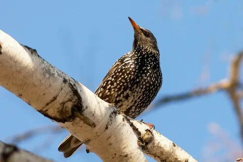 Скворец интересное