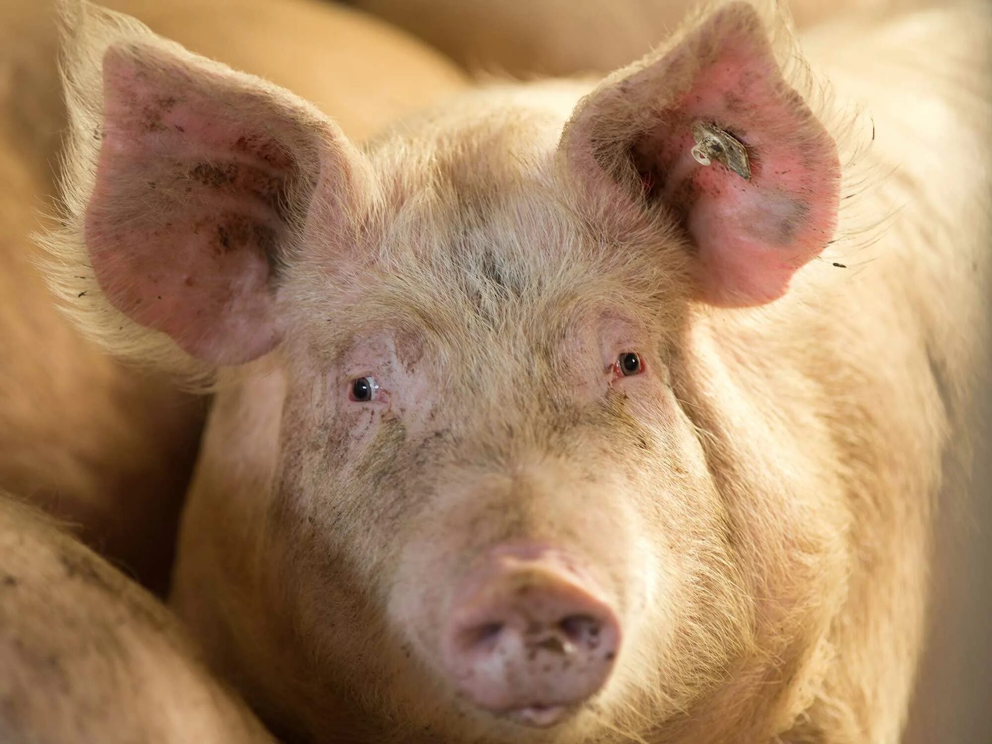 Pig looking