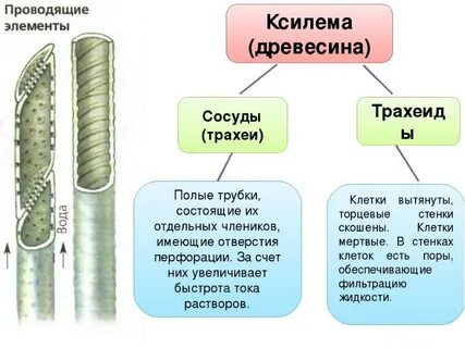 Какой признак характерен для клеток проводящей ткани