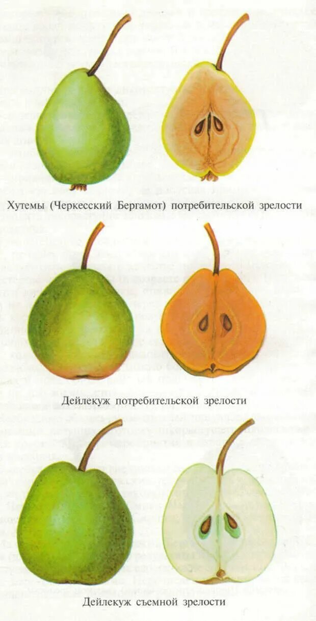 Какой признак внешнего строения груши