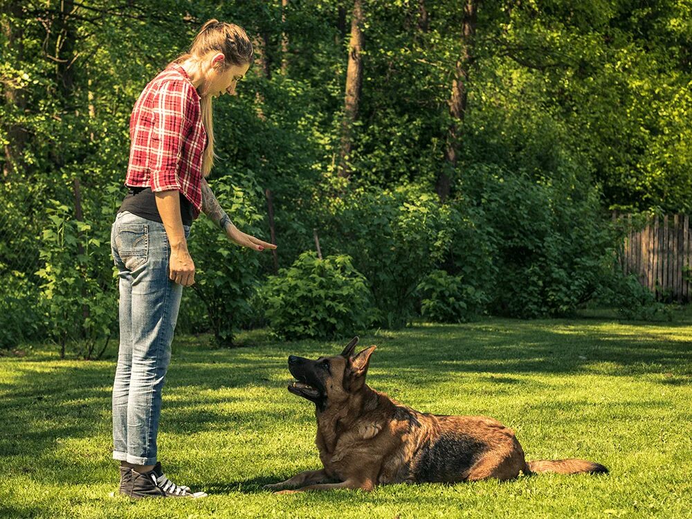 Задумчивый пес. Curious dog. Dogging questions. Dogging questions. Dogging questions.