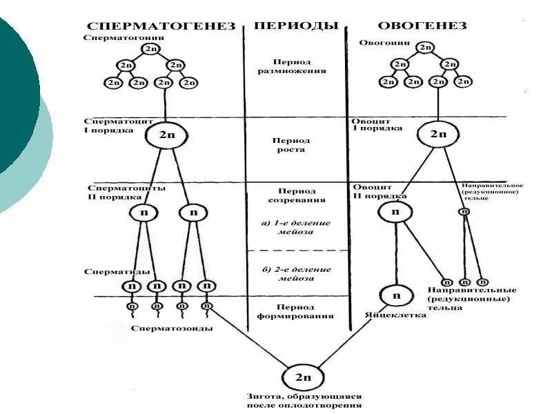 Клетки сперматогенеза 6. Таблица фазы сперматогенеза и овогенеза. Схема сперматогенеза у животных. Схема ово и сперматогенеза. Рис 4 схема сперматогенеза.