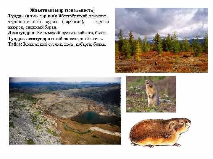 Животные тундры и тайги. Животные тундры и тайги. Животный мир восточной сибири. Карибу доусона. Северный олень лесной подвид алтае-саянской популяции.