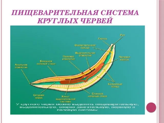 Какая система у круглых червей. Пищеварительная система круглых червей особенности строения. Черви круглые строение типы систем. Системы органов Тип круглые черви пищеварительная система. Строение пищевой системы у круглых червей.