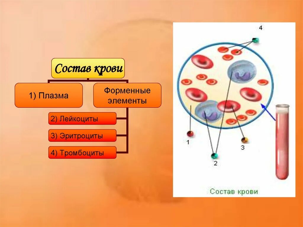 Кровь биология 11 класс. Строение крови. Состав крови. Состав крови человека. Биология строение крови.