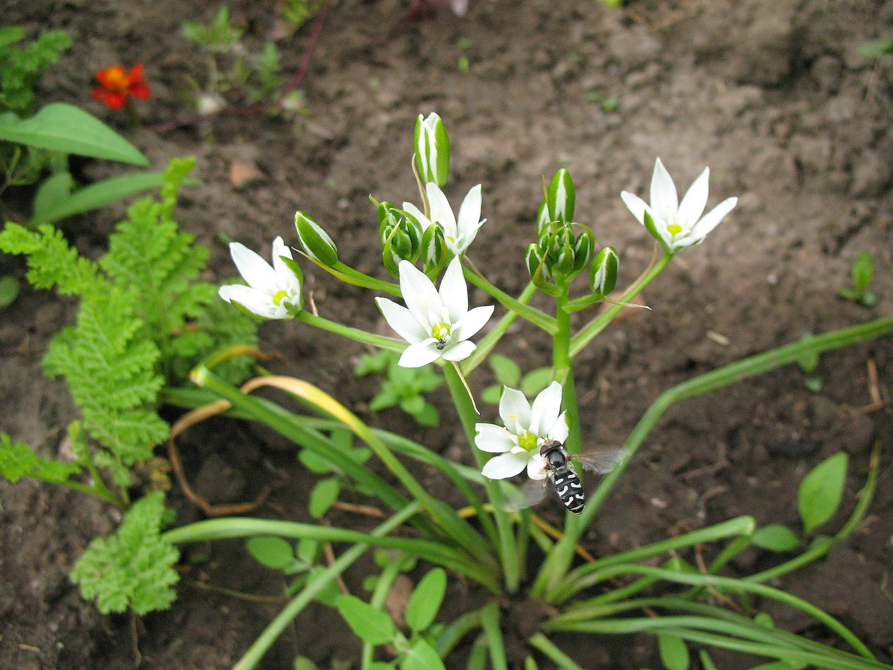 Птицемлечник пирамидальный. Птицемлечник сомнительный (ornithogalum dubium. Орнитогалум цветок описание. Птицемлечник крымский. Орнитогалум птицемлечник оранжевый.
