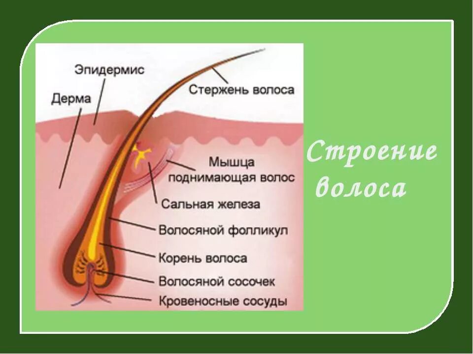 Корень луковица волоса. Строение волоса фолликул луковица. Строение волосяного фолликула схема. Строение волоса и волосяного фолликула. Строение корня волоса.