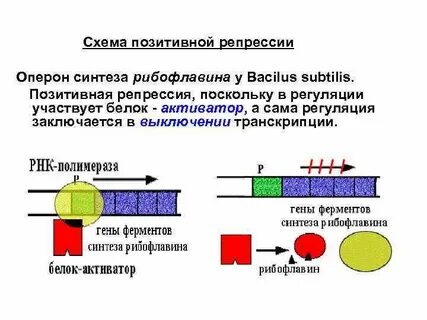 Репрессия транскрипции