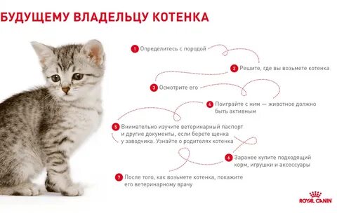 Что делать с подобранной кошкой