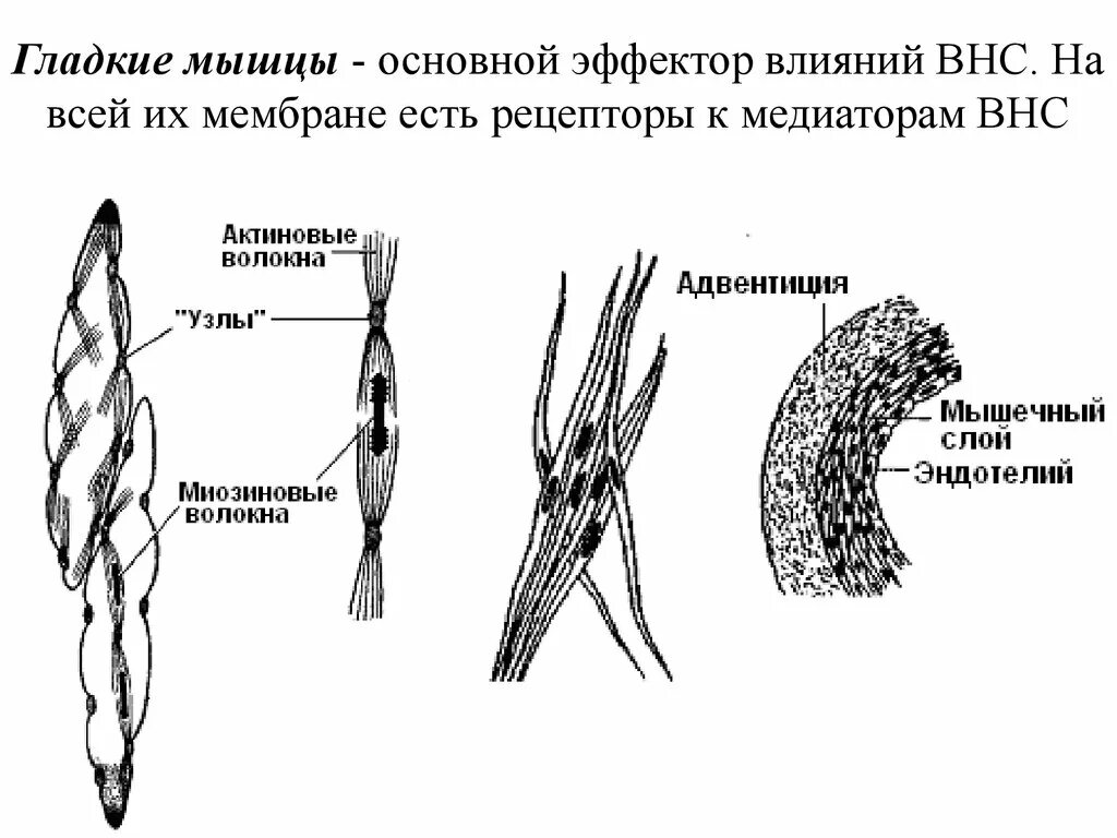 Рецептор гладкой мышцы. Рецепторы бронхов. Механизм сокращения гладких мышц схема. Альфа 1 рецепторы. Строение саркоплазматического ретикулума мышечного волокна.