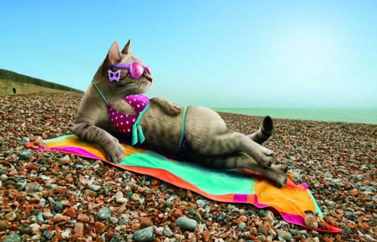 Эх отдых. Кот на пляже. Котик в отпуске. Кошка загорает на пляже. Кот отдыхает на пляже.
