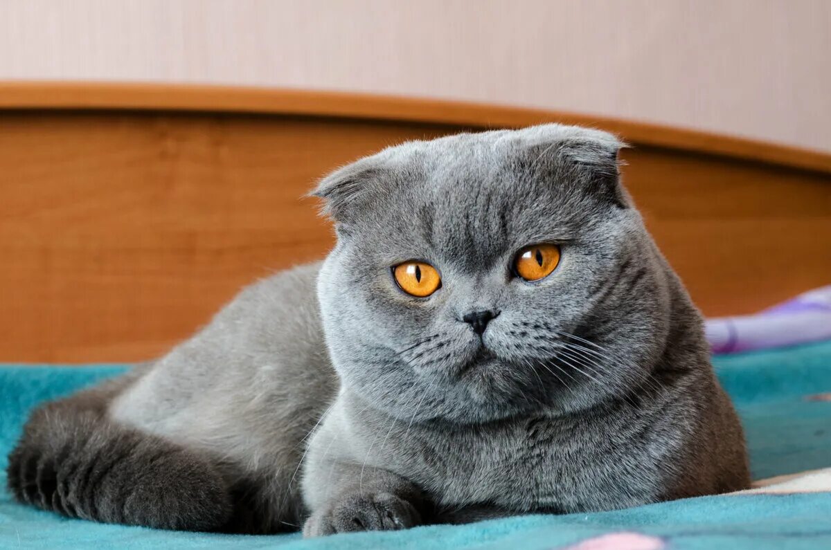 Как выглядят вислоухие коты