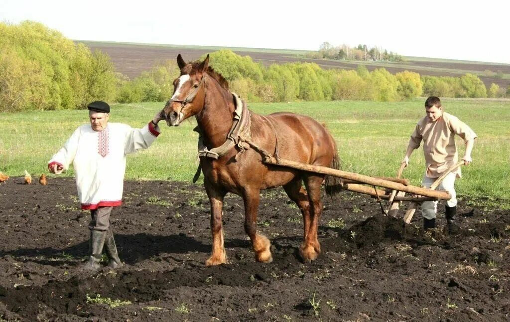 Как животное которое работает на пашне конь. Пашенное земледелие удмуртов. Чуваши земледелие. Лошадь на пашне. Земледелие мордвы.