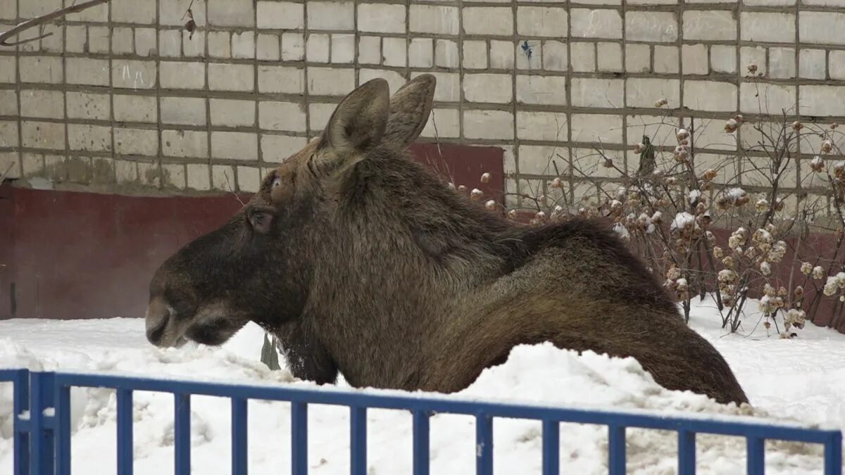 Спас лося. Ярославль растрелка Лось. Спасение шоколося лося.