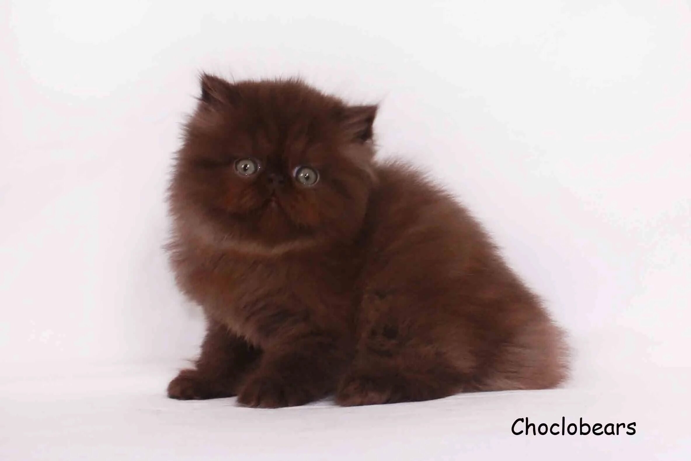 Шоколадный британец экзот. Экзот кот коричневый. Персидские кошки циннамон. Персидский экзот шоколадный. От персидской кошки с шоколадной окраской