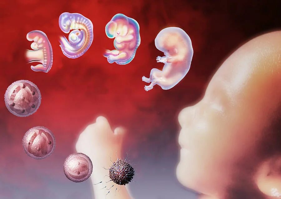 Внутриутробное развитие. Периоды эмбрионального развития человека.