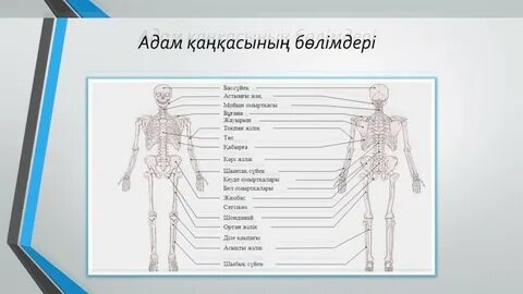 Скелеттің жалаңаш фотосуреттері