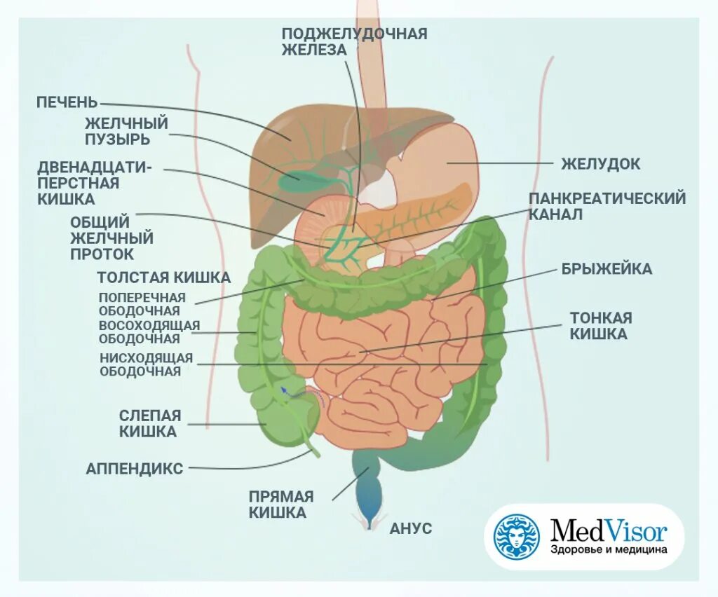 Тонкий кишечник и печень. Схема желудочно-кишечного тракта. Строение желудочно-кишечного тракта анатомия. ЖКТ человека анатомия функции и строение. Рисунок ЖКТ человека с описанием.