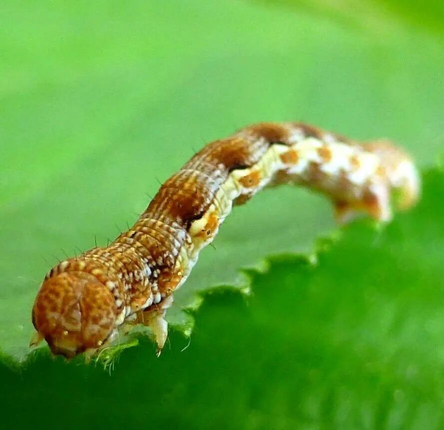 экологическое описание гусеницы пяденицы. Eriocampa juglandis гусеница. пяденица краснополосая. экологическое описание гусеницы пяденицы. пяденица дымчатая.