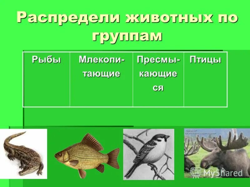 Распределение животных по группам. Распредели животных по группам. Распредели животных по группам 2 класс. Распределите животных по классам. Распредели животных по группам.