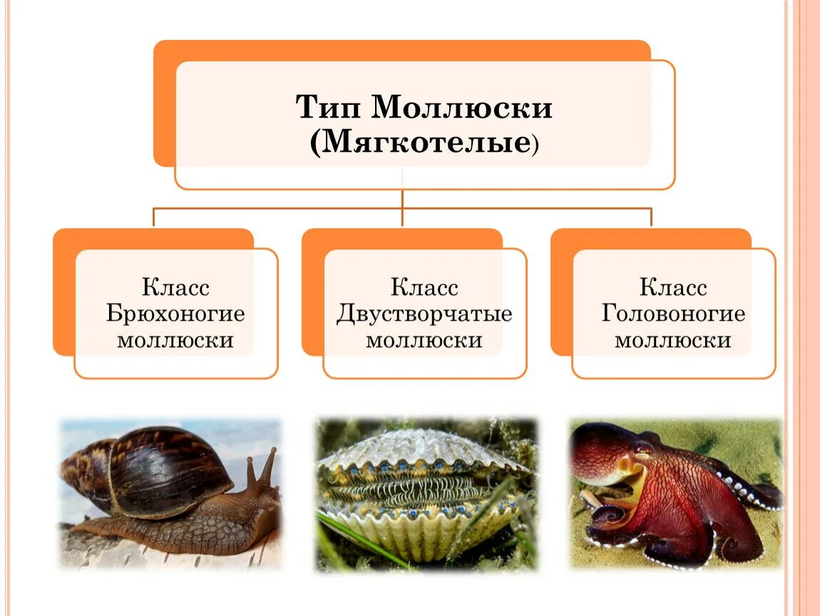 Тип моллюски классы. Тип моллюски представители. Тип моллюски общая характеристика. Тип моллюски 7 класс.