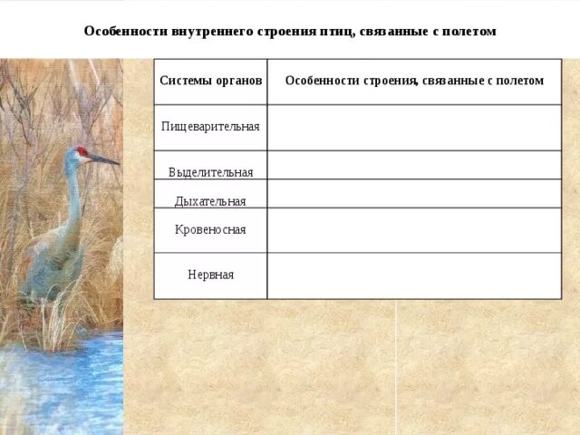 Биология таблица внутреннее строение птиц. Системы органов и особенности строения птиц. Особенности строения систем органов птиц таблица. Внутреннее строение птиц таблица система органов. Внутреннее строение птиц в связи с полетом