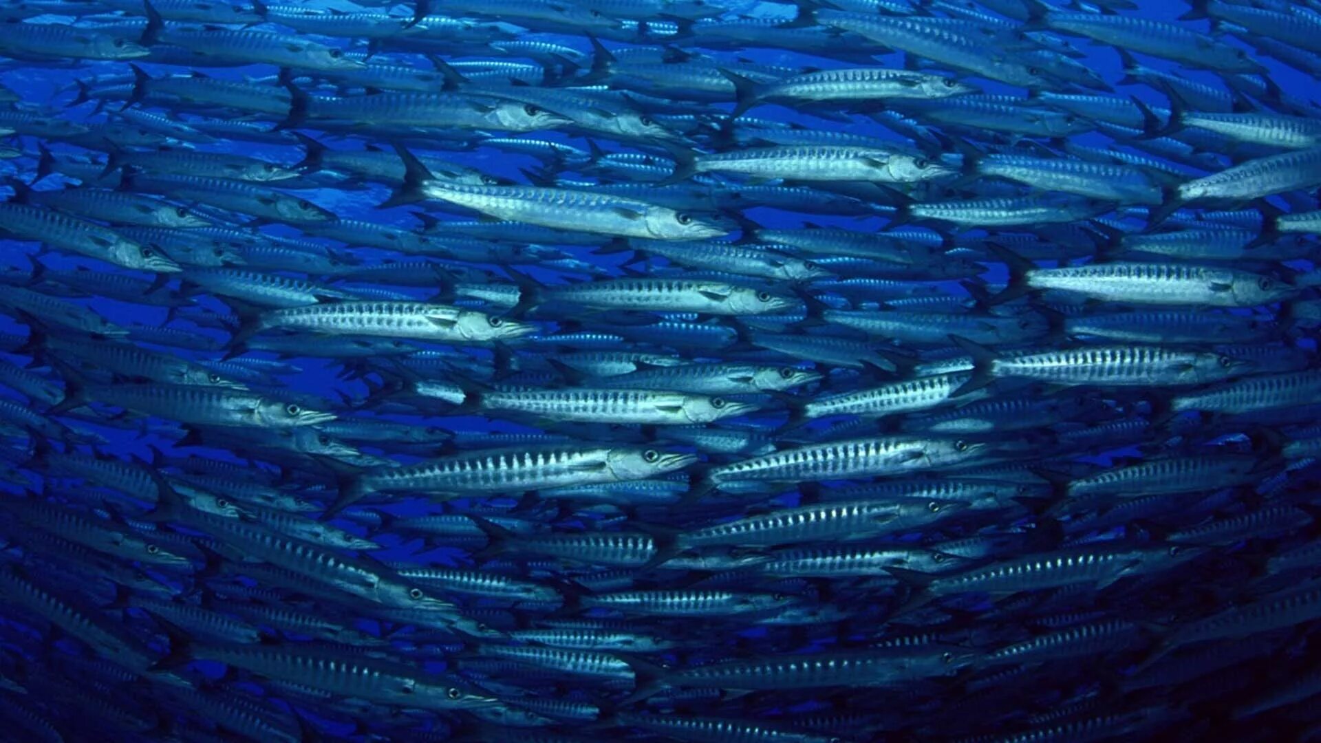 миграция рыб