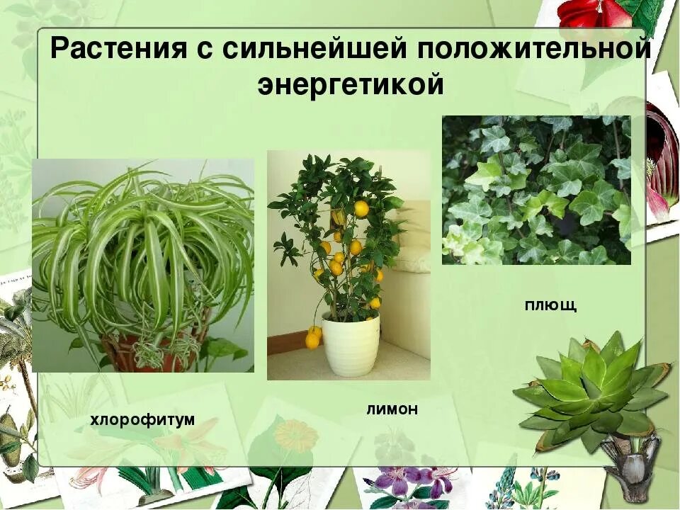 Какое растение можно купить. Комнатные растения. Полезные комнатные растения. Лекарственные комнатные растения. Полезные растения для дома.