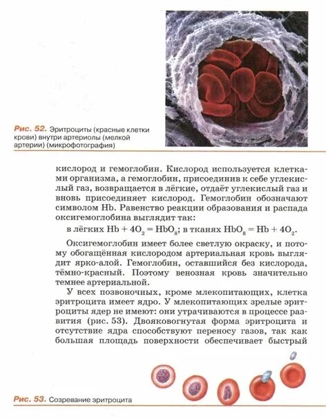 Особенности клеток эритроцитов. Созревание эритроцитов.