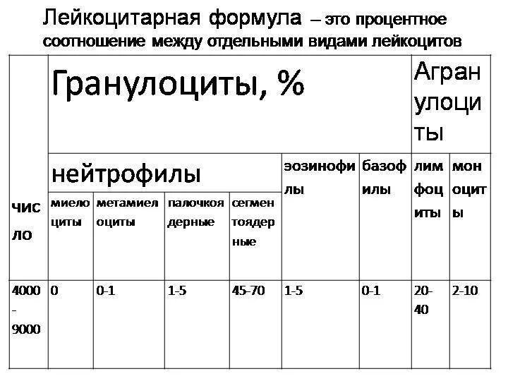 Лейкоцитарная формула расшифровка у взрослых. Лейкоцитарная формула крови. Лейкоцитарная формула в процентах норма. Нормальная лейкоцитарная формула крови. Показатели лейкоцитарной формулы крови.