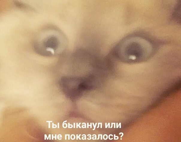 Кот быканул. Показалось мем. Мы немного артисты картинка. Мне показалось ты с ней. Мне показалось ты с ней.