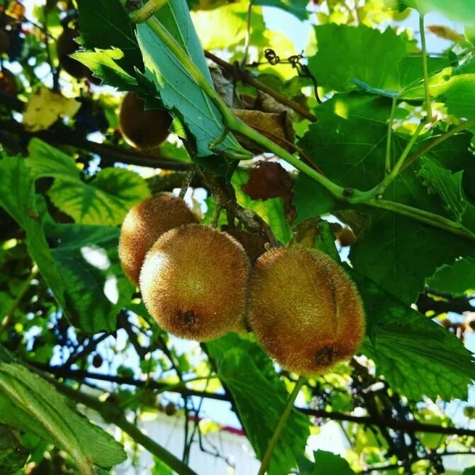 Киви в природе. Киви растение. Актинидия киви плантация. Ареал киви фрукт. Киви плодовое дерево.