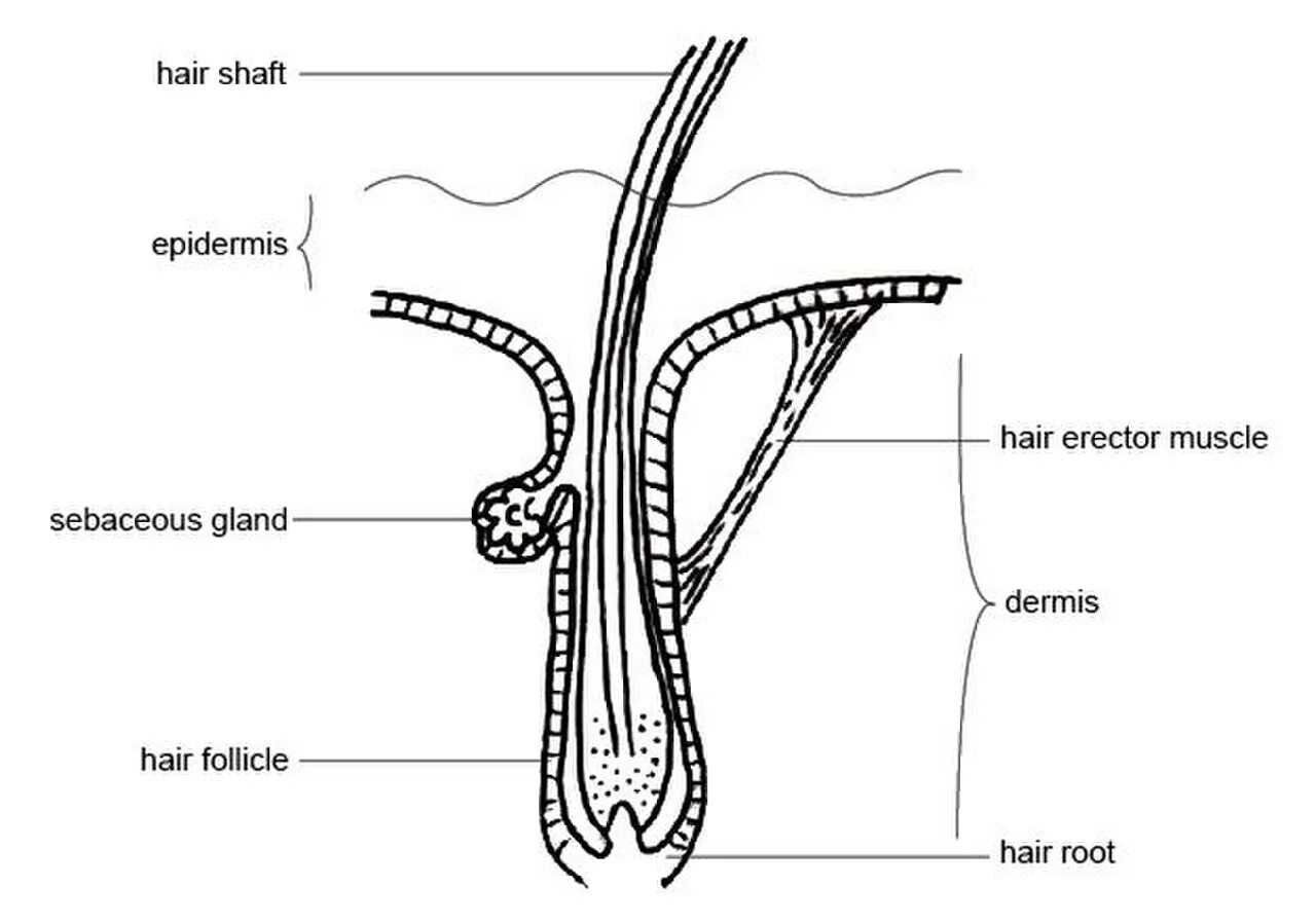 Строение волоса собаки схема. Строение волосяного Покрова собаки. Строение волоса типы волос у собак. Строение волоса у животных кратко. Однороден ли волосяной покров на теле млекопитающего