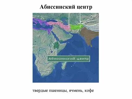 Абиссинский центр какие растения