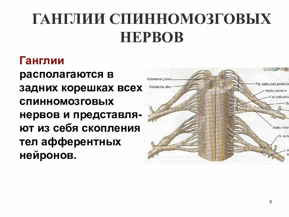 Нервные узлы это тела. Периферическая нервная спинномозговые нервы. Спинномозговые нервы анатомия. Нервные узлы анатомия. Периферическая нервная система анатомия.