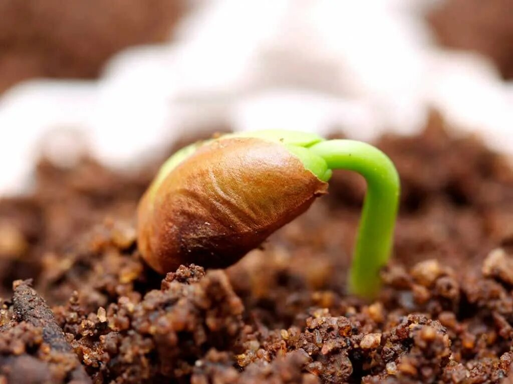 Молитва и посев. Пророщенные семена огурца. Ускорить всхожесть. Закалка семян. Росток всходит.