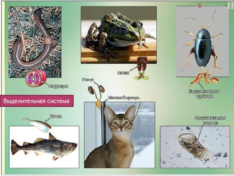 Органы животных 6 класс. Органы животных и их функции презентация. Выделительная системы органов животных 5 класс биология. Органы животных и их функции картинки. Какие органы животных вы знаете.